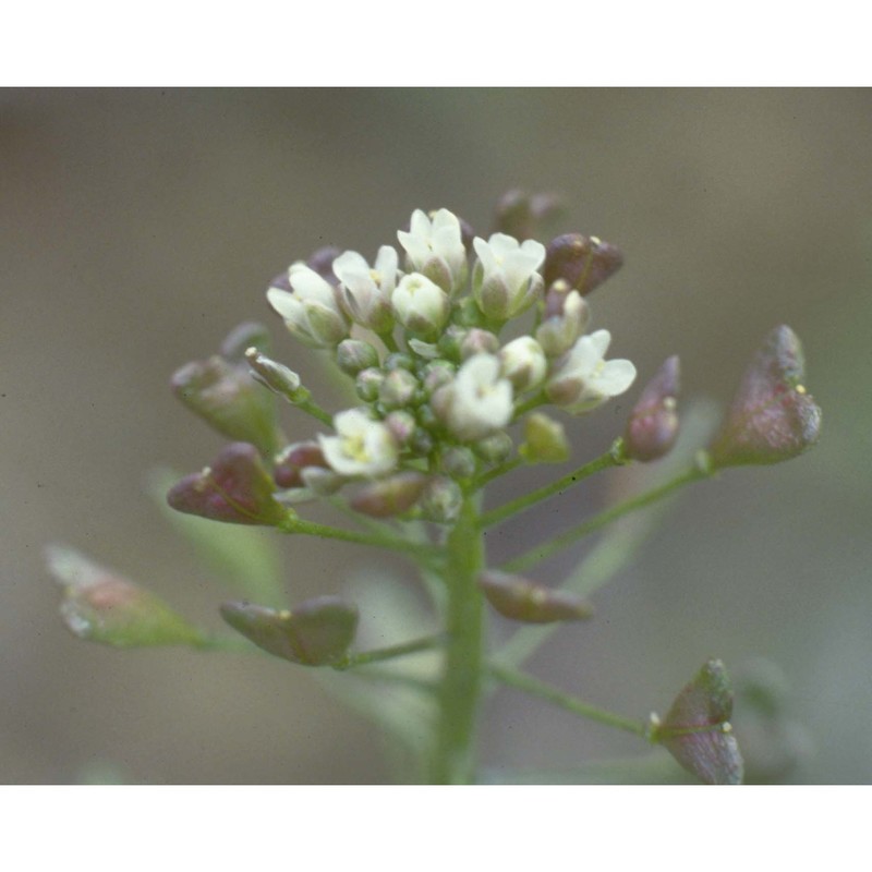 capsella bursa-pastoris (l.) medik.