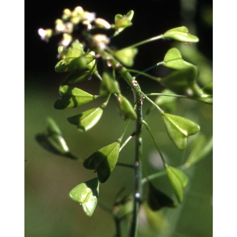 capsella bursa-pastoris (l.) medik.