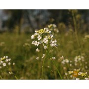 capsella grandiflora (fauché et chaub.) boiss.