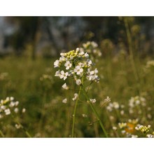 capsella grandiflora (fauché et chaub.) boiss.