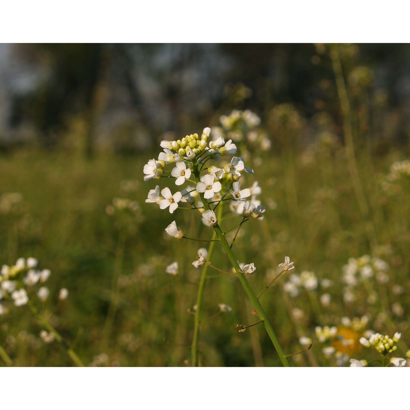 capsella grandiflora (fauché et chaub.) boiss.