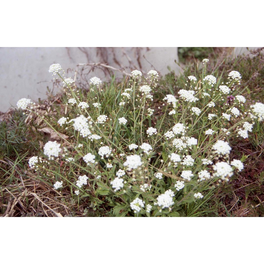 capsella grandiflora (fauché et chaub.) boiss.