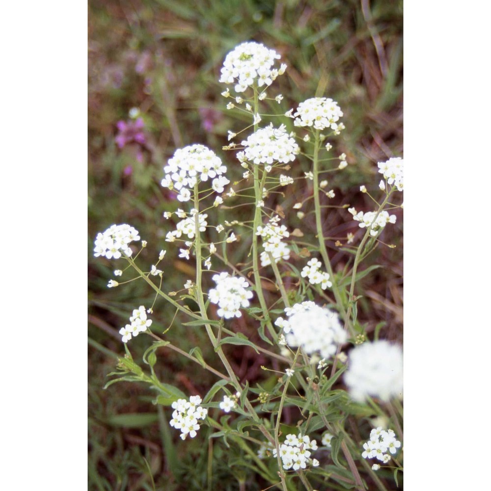 capsella grandiflora (fauché et chaub.) boiss.