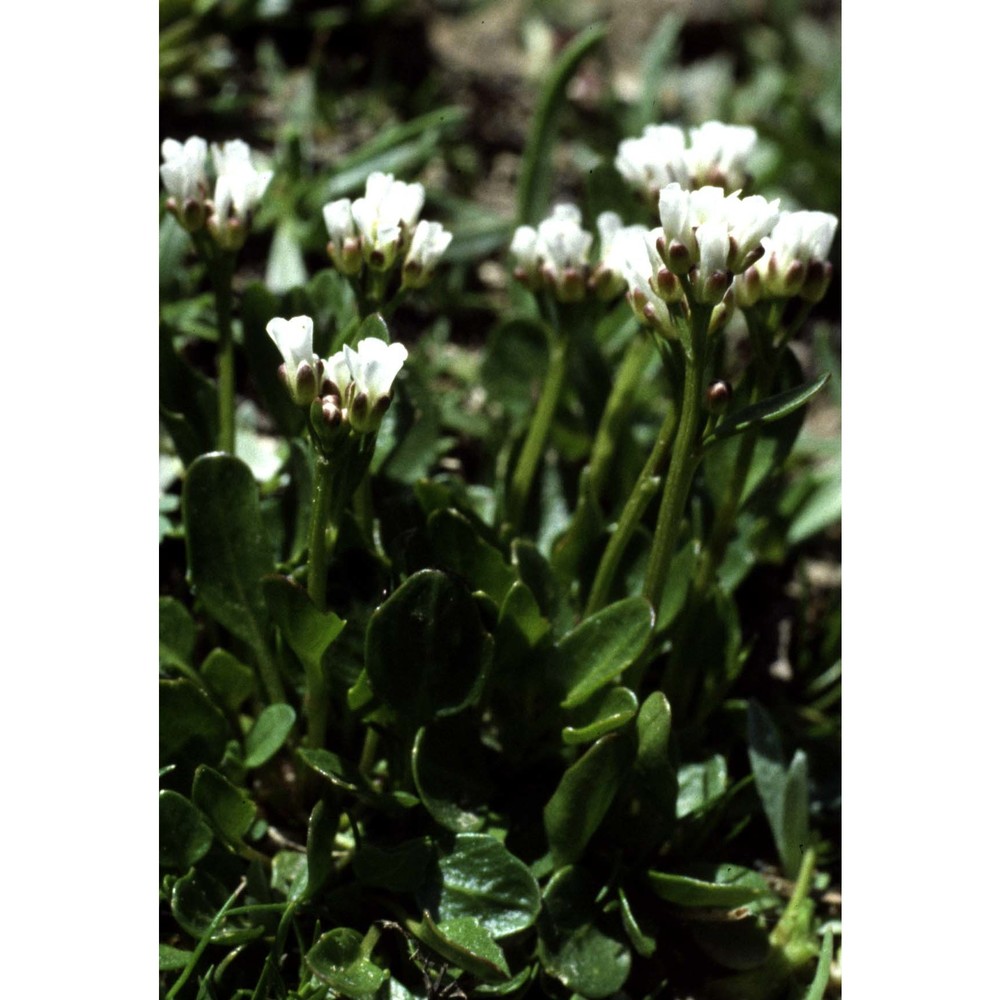 cardamine alpina willd.