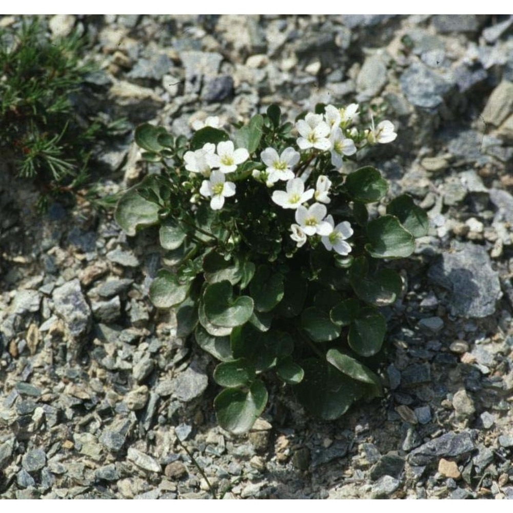 cardamine alpina willd.