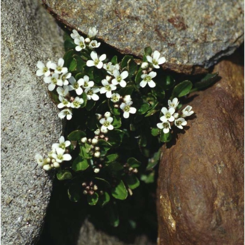 cardamine alpina willd.