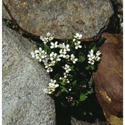 cardamine alpina willd.