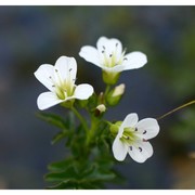 cardamine amara l.