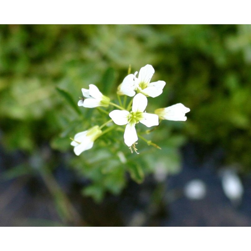 cardamine amara l.