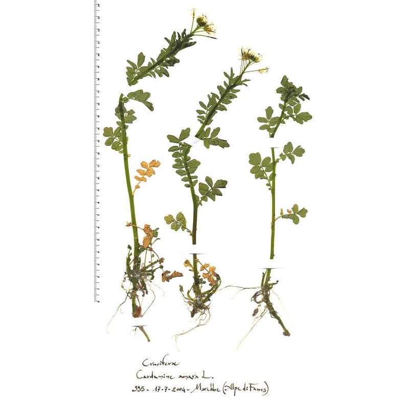 cardamine amara l.