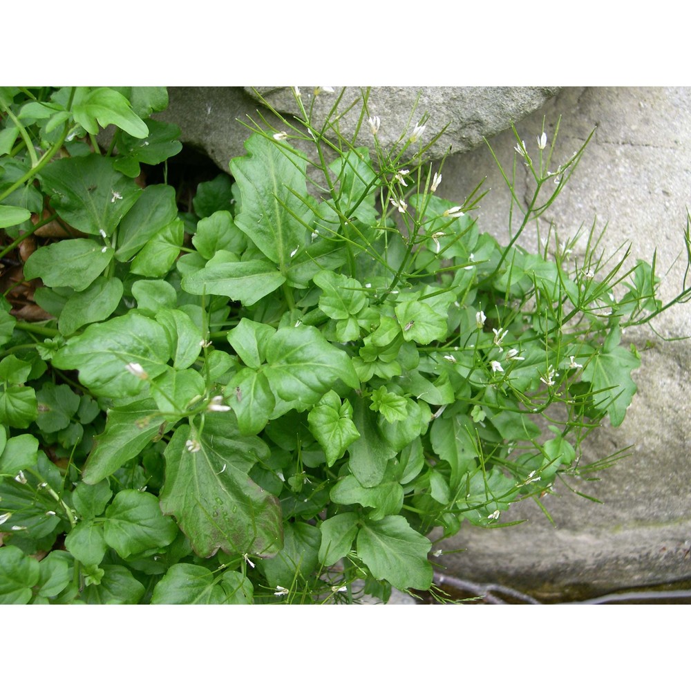 cardamine amporitana sennen et pau