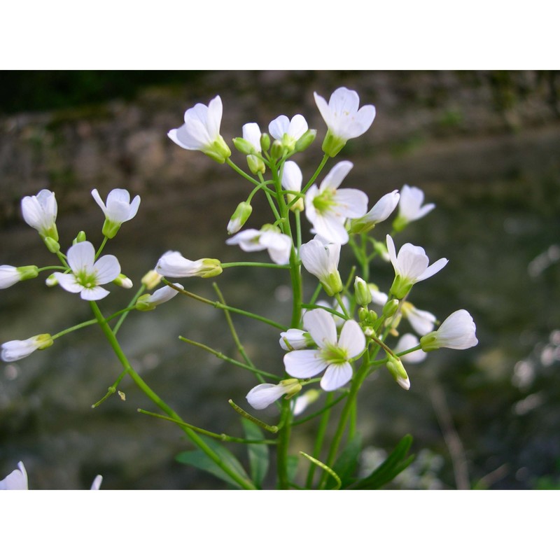 cardamine amporitana sennen et pau