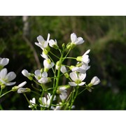 cardamine amporitana sennen et pau