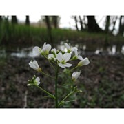 cardamine amporitana sennen et pau