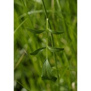 cardamine apennina lihová et marhold