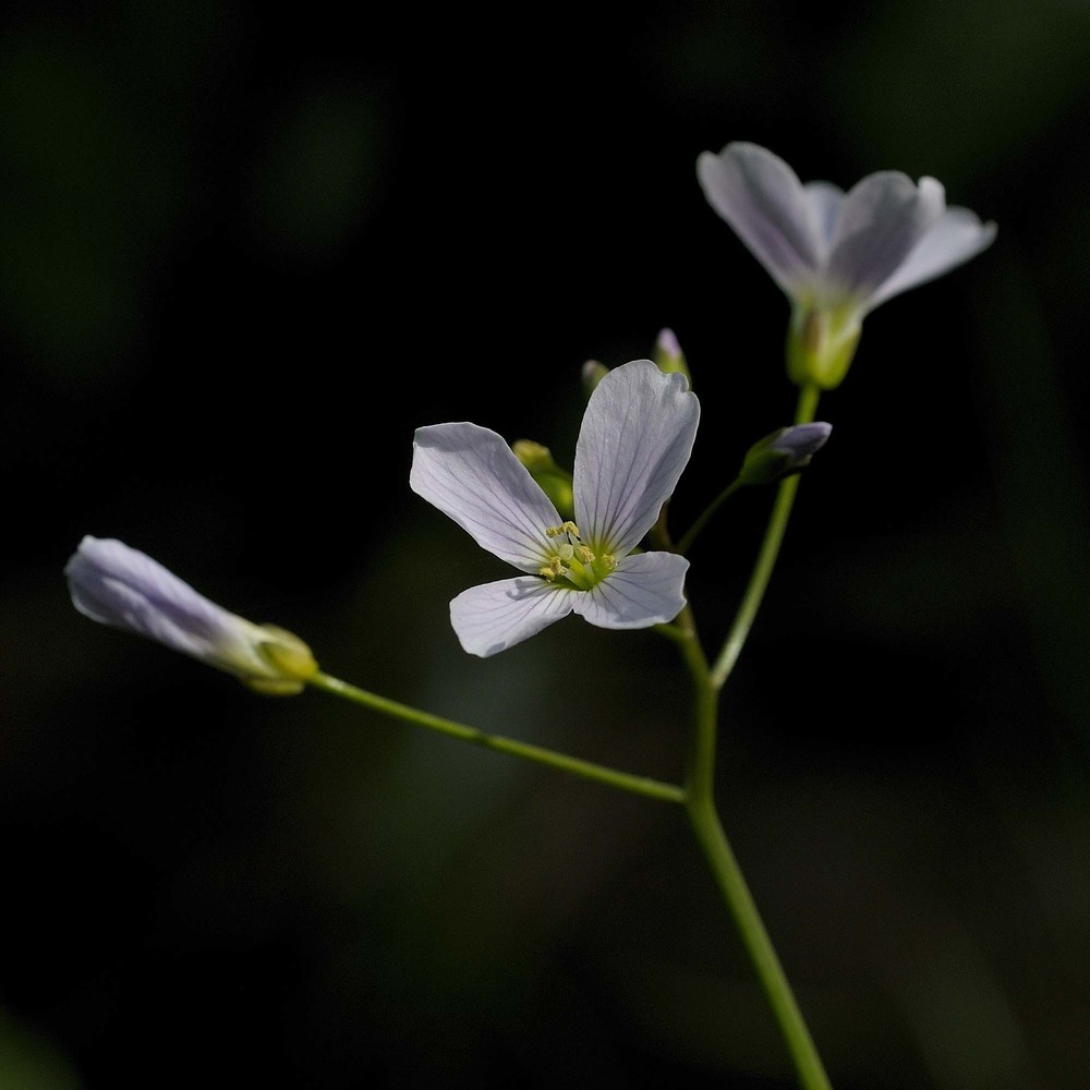 cardamine apennina lihová et marhold