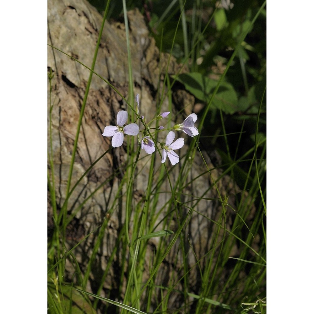 cardamine apennina lihová et marhold