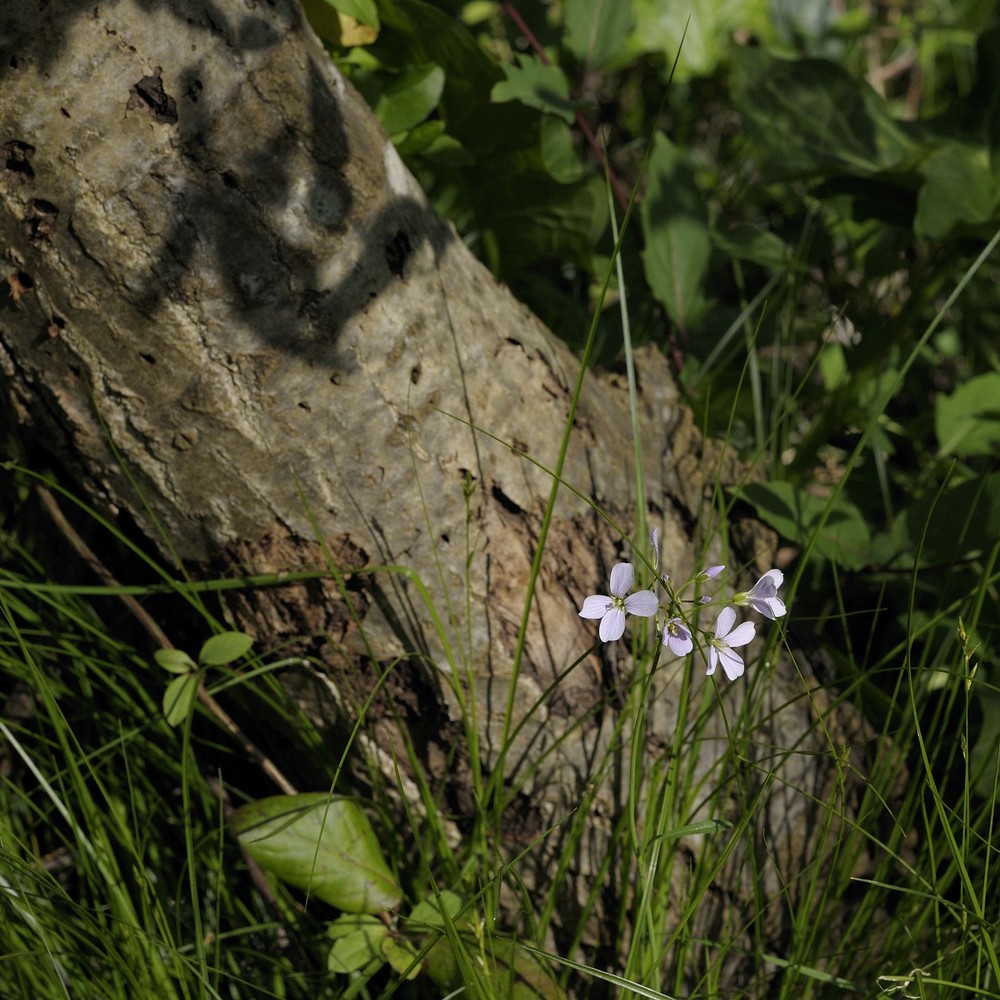 cardamine apennina lihová et marhold