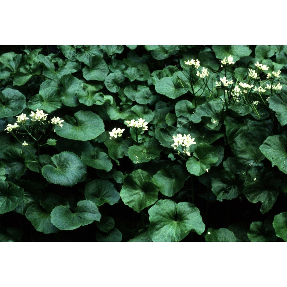 cardamine asarifolia l.