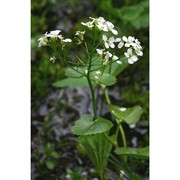 cardamine asarifolia l.