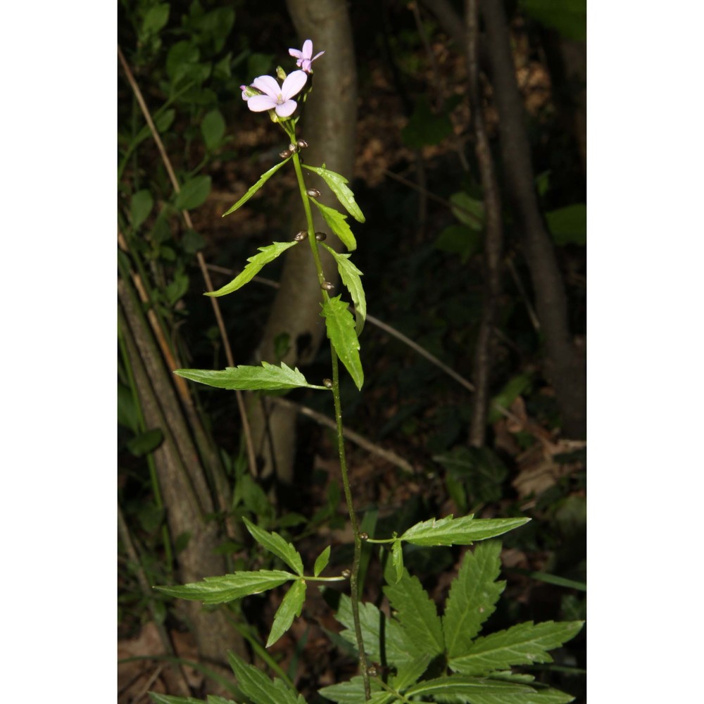 cardamine bulbifera (l.) crantz