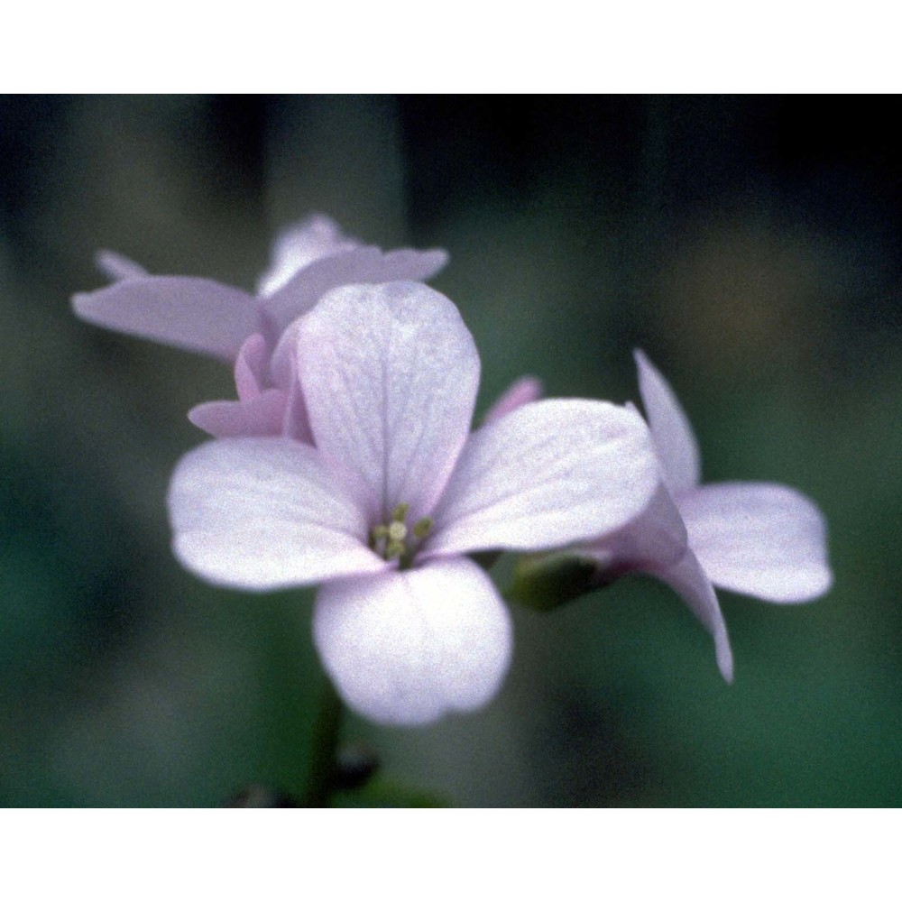 cardamine bulbifera (l.) crantz