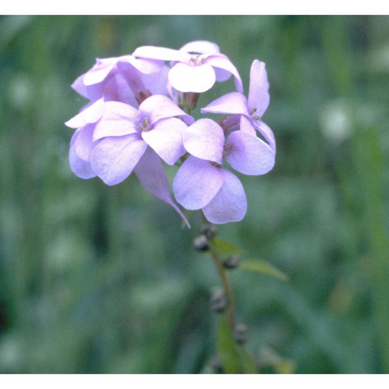 cardamine bulbifera (l.) crantz