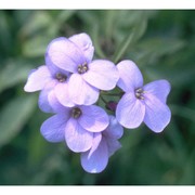 cardamine bulbifera (l.) crantz