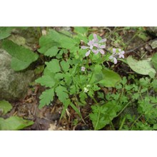 cardamine chelidonia l.