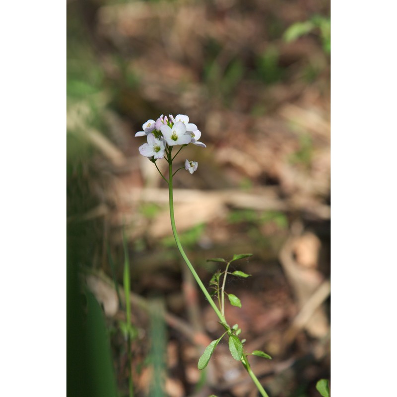 cardamine dentata schult.