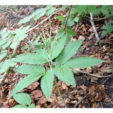 cardamine enneaphyllos (l.) crantz