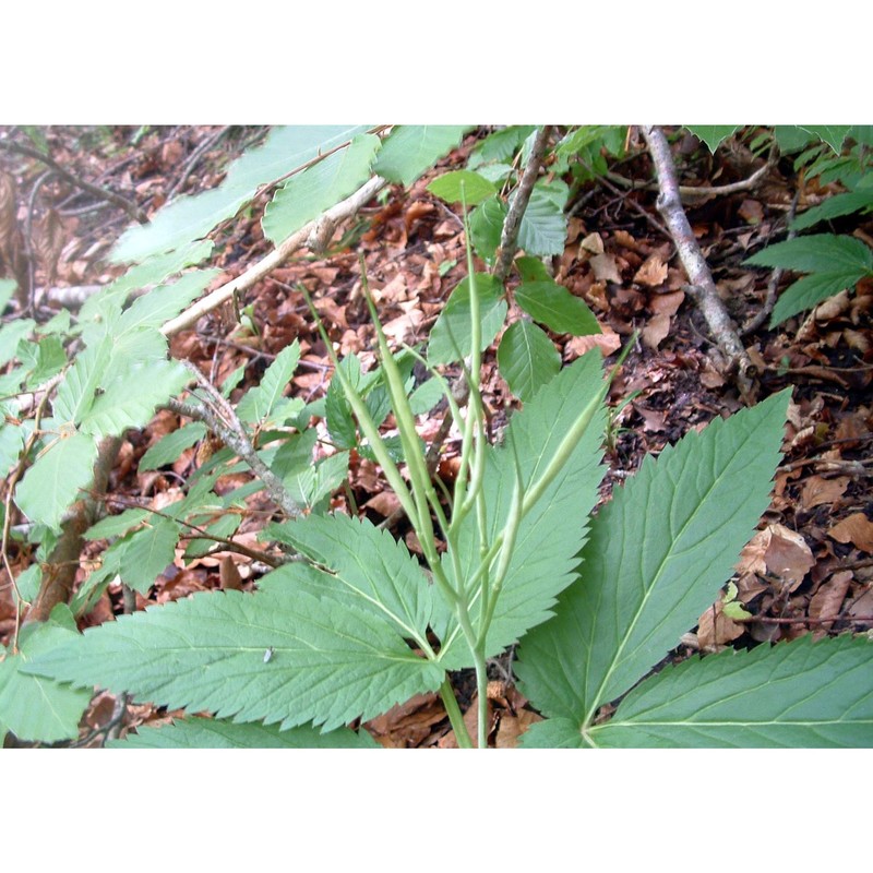 cardamine enneaphyllos (l.) crantz