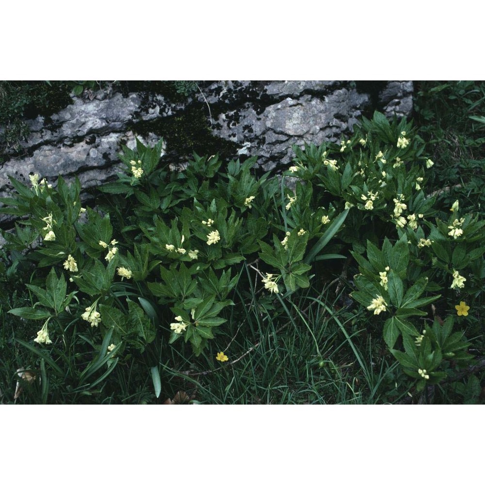 cardamine enneaphyllos (l.) crantz