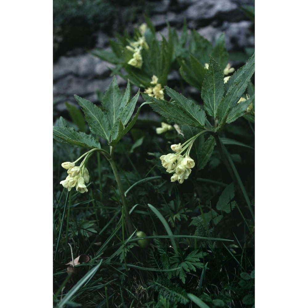 cardamine enneaphyllos (l.) crantz