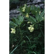 cardamine enneaphyllos (l.) crantz