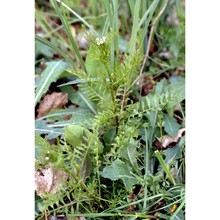 cardamine flexuosa with.