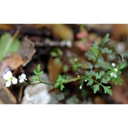 cardamine graeca l.