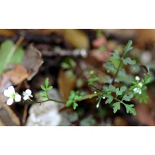 cardamine graeca l.