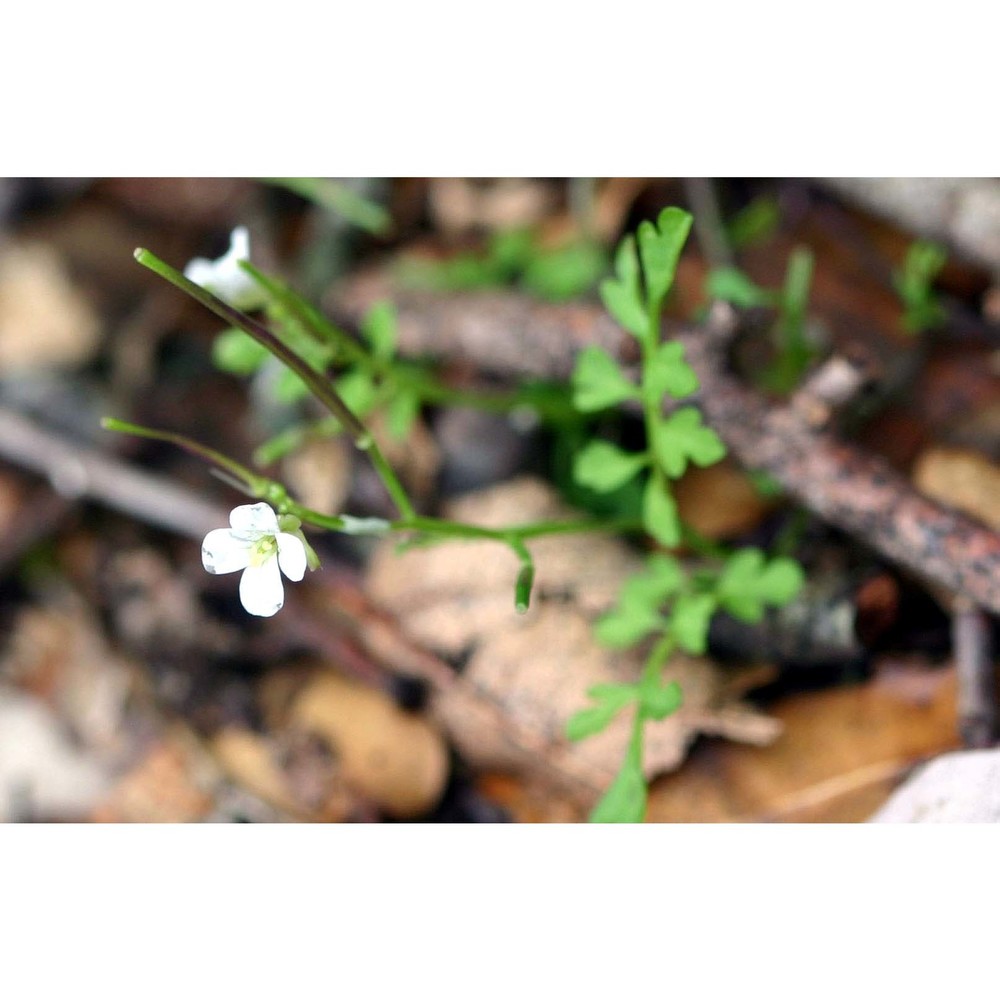 cardamine graeca l.