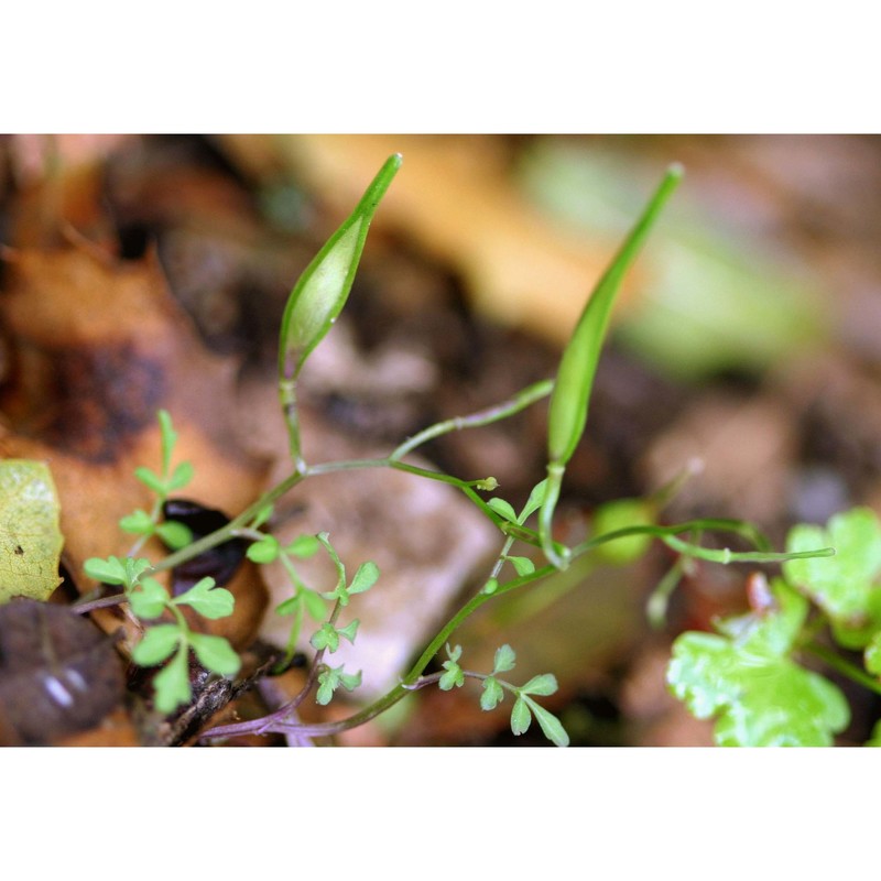 cardamine graeca l.