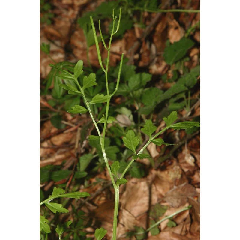 cardamine graeca l.