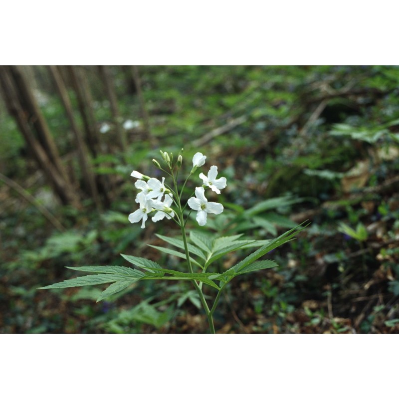 cardamine heptaphylla (vill.) o. e. schulz