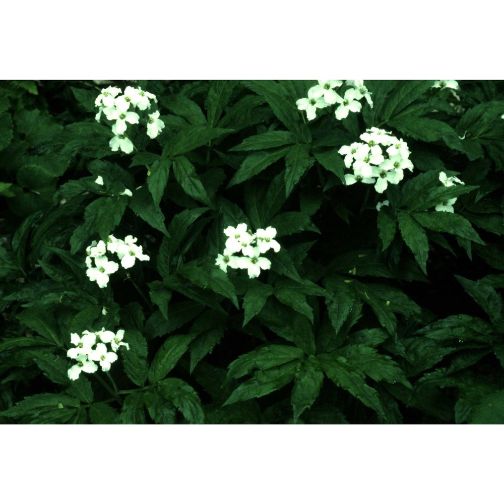 cardamine heptaphylla (vill.) o. e. schulz