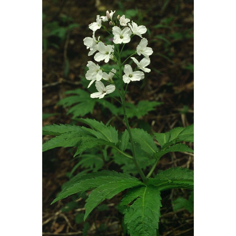 cardamine heptaphylla (vill.) o. e. schulz