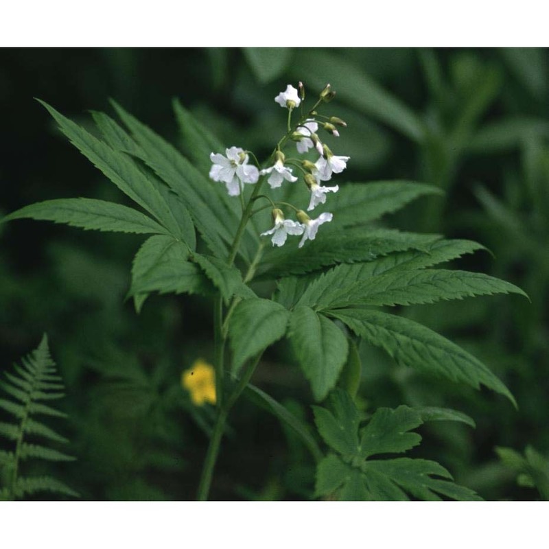 cardamine heptaphylla (vill.) o. e. schulz