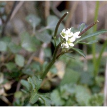 cardamine hirsuta l.