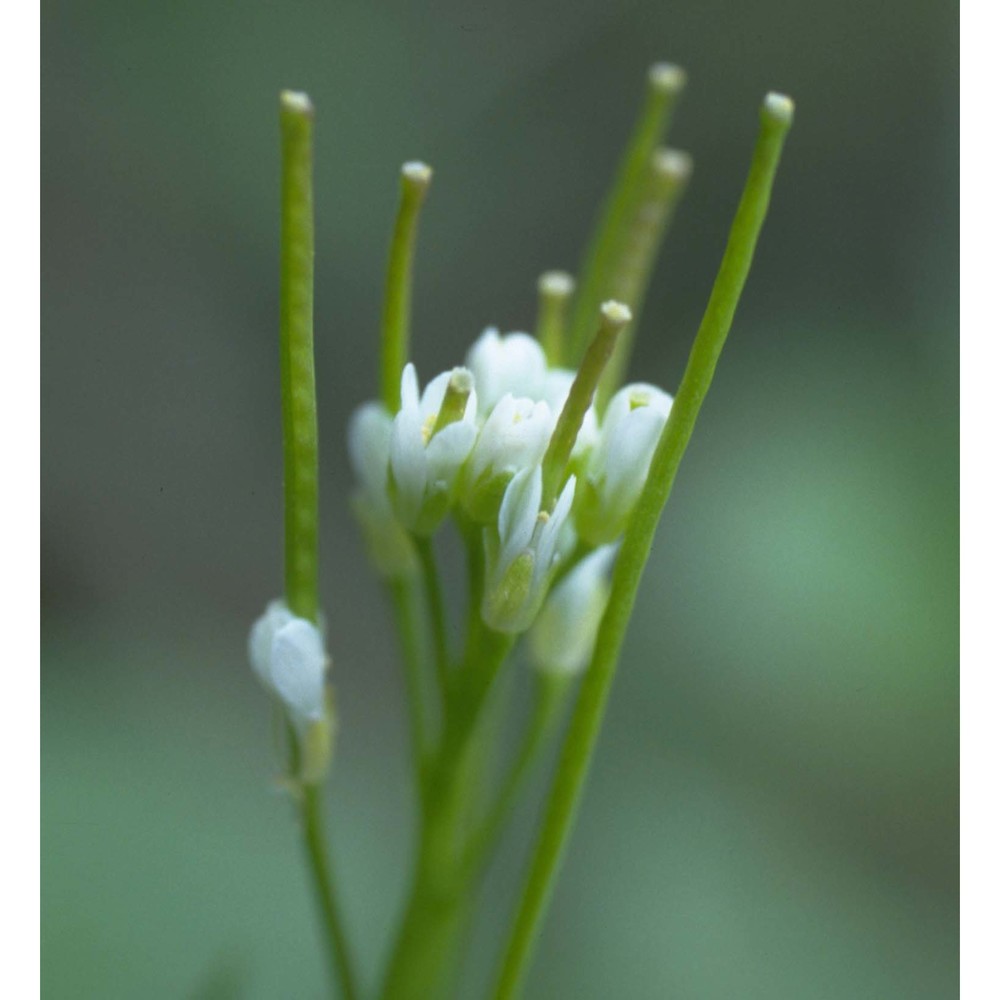 cardamine hirsuta l.