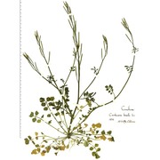 cardamine hirsuta l.