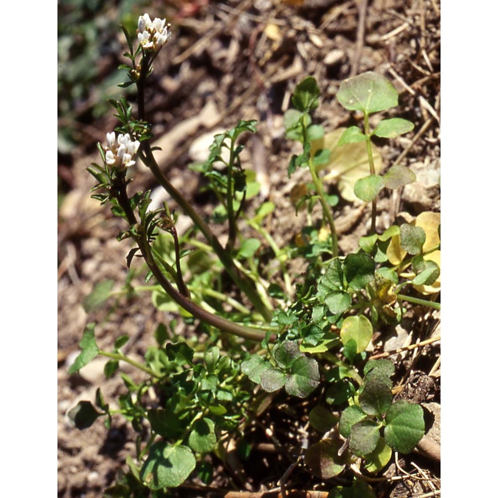 cardamine hirsuta l.