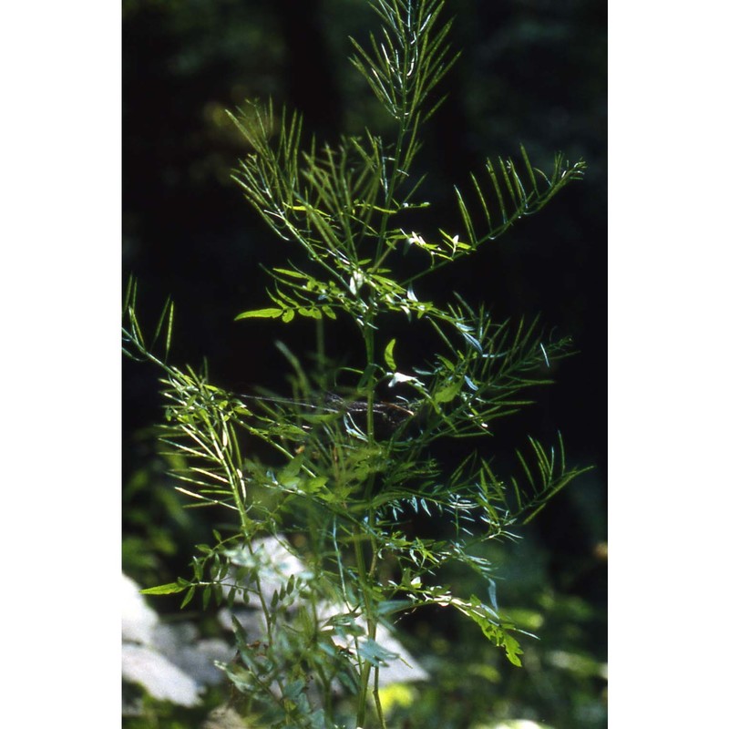 cardamine impatiens l.